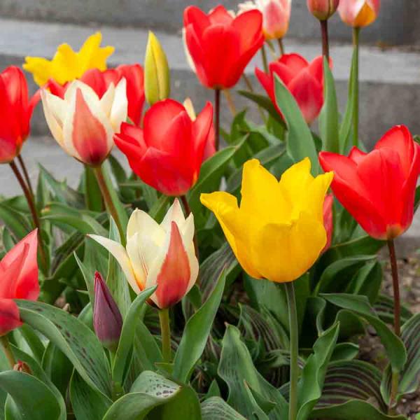 Bulbes à fleurs à planter à l'automne - Tulipe Greigii en Mélange (x30) + 25% Offert - face recto